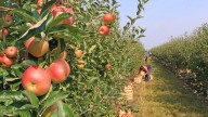 Get To Know Your City: Your Guide to the Best Apple Picking Near Charlotte, NC