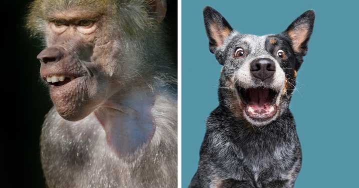 53 Animals That Didn’t Mean To Be Funny, But Totally Nailed It