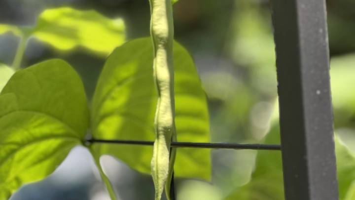 How to tell when your garden veggies are ripe for harvesting