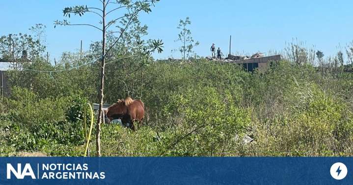 Un niño de 11 años fue pateado por un caballo en La Plata y permanece en estado reservado