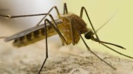 2 cases of West Nile virus confirmed in Cache County, bringing state's total to 3