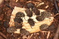 Un descubrimiento en las composteras de la UNNE abre luz sobre el potencial de una especie de escarabajos