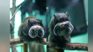 CMZoo welcomes adorable bearded emperor tamarin sisters