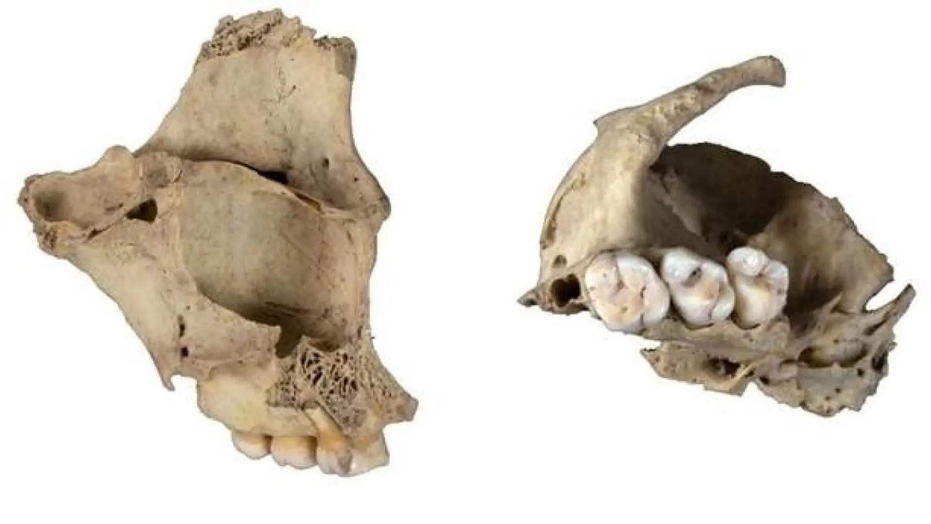 Canibalismo en Atapuerca: las tribus despellejaban, cocinaban y comían a sus enemigos hace 5.700 millones de años