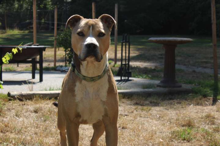 ‘Poop Team 6’ sweeps yards for doggy bombs