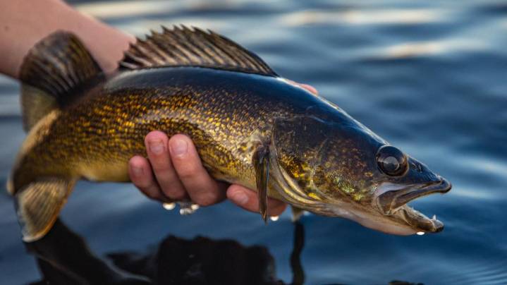 Bipartisan bill wants walleye to be Ohio’s state fish