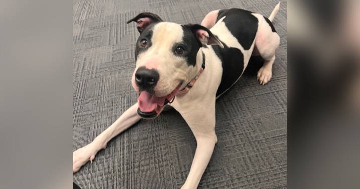 Pets on Set: Tipsy