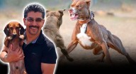 Denuncia ‘La Ranita de Nogales’ amenazas de grupo armado por exponer peleas clandestinas y maltrato de perros