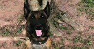 Héroes de cuatro patas: mueren los perros antiexplosivos ‘Telmo’ y ‘Léster’ en el atentado de Amalfi
