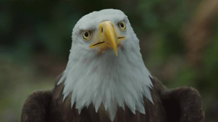 Peacemaker Season 2 Is James Gunn's Apology For His Many Sins Against Birds