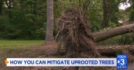 How you can mitigate the uprooting of trees