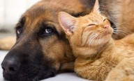 “Dejando Huellas” fomenta el cuidado responsable de los animales en las escuelas