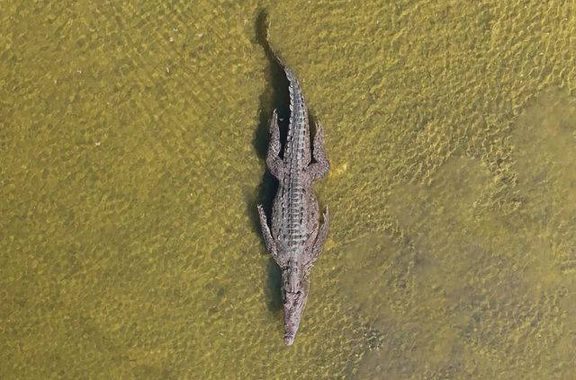 Colabora Punta Sur en documental internacional sobre posible descubrimiento de nuevas especies de cocodrilos