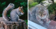 “First Rabbits, Now The Squirrels?”: ‘Zombie Squirrels’ With Oozing Flesh Terrify US Homeowners