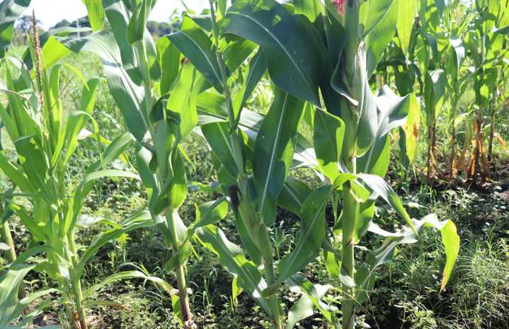 Productores de maíz del sureste de México enfrentan crisis debido a altas temperaturas