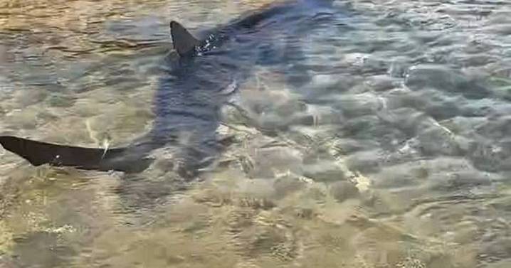 Tourists at popular European hotspot warned after 'huge beast' shark sighting