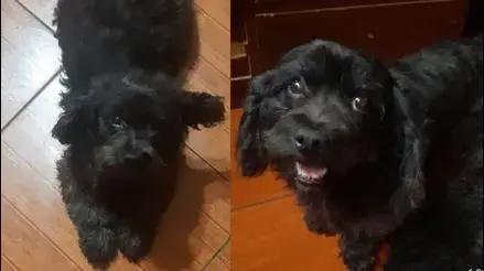 El Agustino: familia busca a perrito Negro que desapareció hace una semana