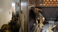 Shock As Rescuers Find 40 Dogs Struggling In Overcrowded New York Apartment