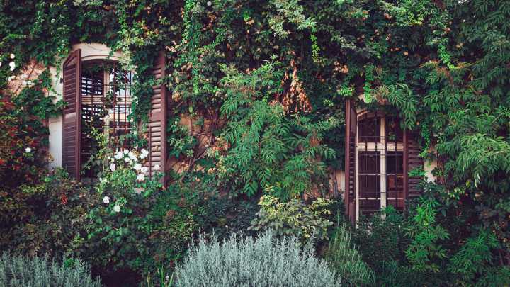 The Creeping Vine You Can Grow In Your Yard That May Be Causing Damage To Your Trees