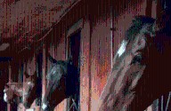 Familia de Talagante denuncia el robo de sus queridos caballos: temen que los sacrifiquen para el 18