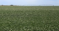 Experts say droughts could impact potato harvest