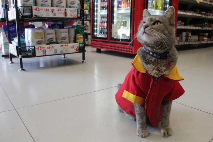 VIDEO En este Día del gato, conoce a Minina, la gerente de Oxxo