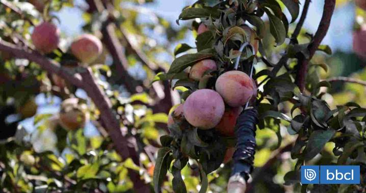 Mosca de la fruta golpea duramente a Coquimbo: revelan pérdidas de hasta "un millón de kilos"