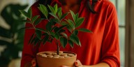 Truco casero: por qué debes poner corchos en las macetas de las plantas que tienes en casa