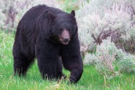 TN Wildlife Officers Relocate 500