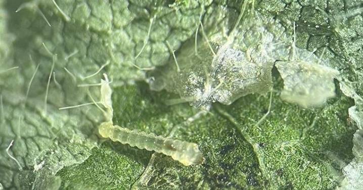 New soybean pest found in Missouri