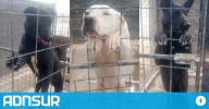 14:29 Con un álbum de fotos de perros, convocan a familias que quieran adoptar mascotas
