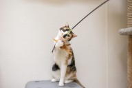 Gentle Sweet Sasha Is Guaranteed to Steal Your Heart