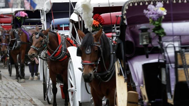 NYC carriage horse collapses and dies, reigniting ban debate