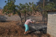 AP Fotos: Incendios forestales arrasan Grecia en medio de sequía