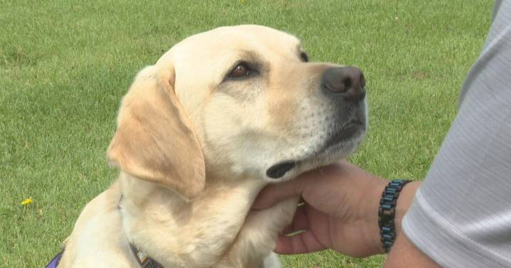 Colorado veteran says dog saved his life while he was sleeping