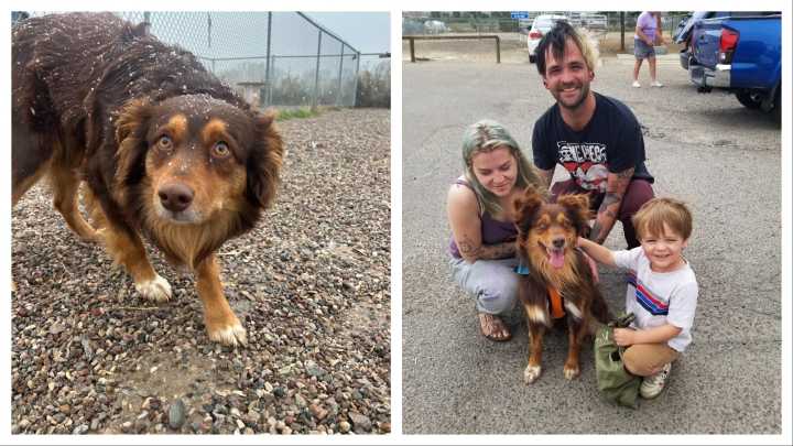 Lost Dog Covered In Ticks Found On Wyoming Highway Reunited With Family 1,000 Miles Away