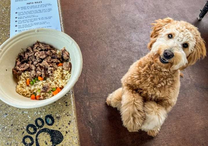 It's 'treat o'clock' somewhere, especially on National Dog Day