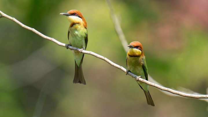 Attract Hummingbirds, Butterflies, Songbirds & Bees With One Plant That Does It All
