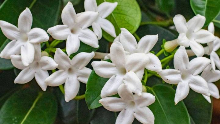 Por qué tu jazmín blanco no florece: cómo activar esta planta para que vuelva a echar flores