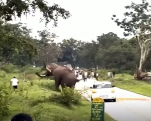 Un turista es pisoteado por un elefante en un intento por conseguir una foto
