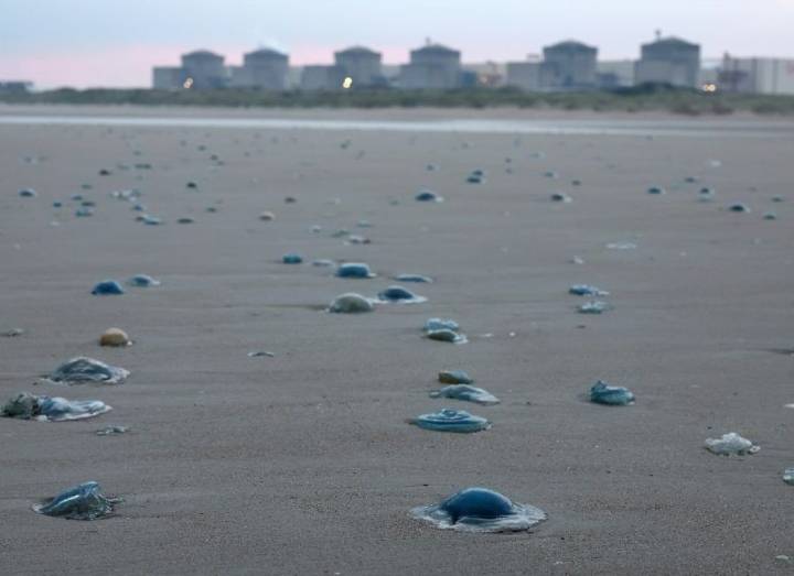 France restarts nuclear plant after jellyfish invasion