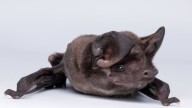 Mexico’s bat man on saving the ‘most unfairly treated animals on Earth’