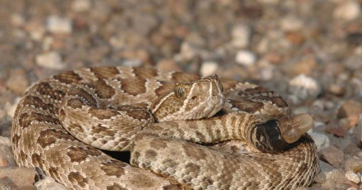 Have you seen these snakes? Why you shouldn’t kill them