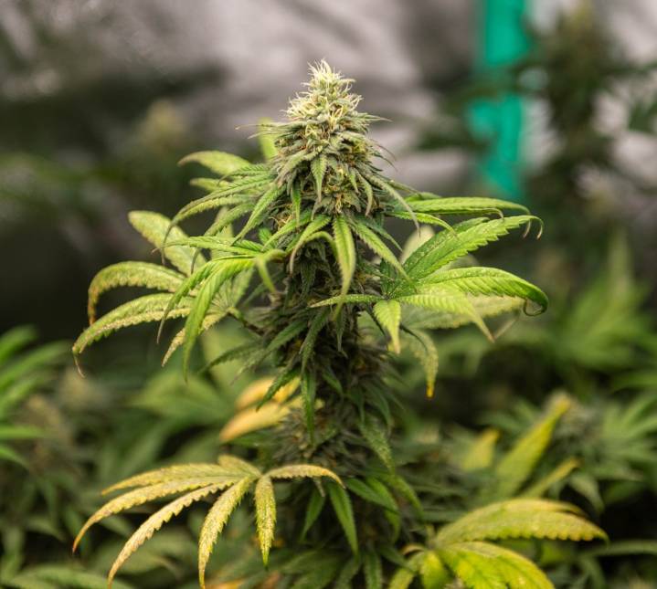 Opinion: Is CT bending its own rules on cannabis safety?