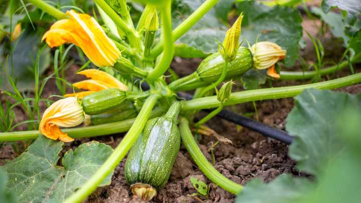 What Your Zucchini Plant Is Trying To Tell You With Its Small Rotten Fruit