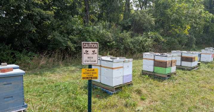 Akron-Canton Airport's partnerships with local farmers yield honey, hay and sustainability