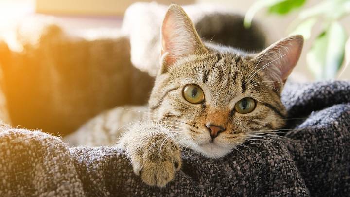 Experts reveal what your cat's 'mysterious' behaviour really means