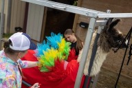 Sisters prep for State Fair llama costume competition