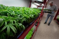 What to know about Trump's potential change in federal marijuana policy