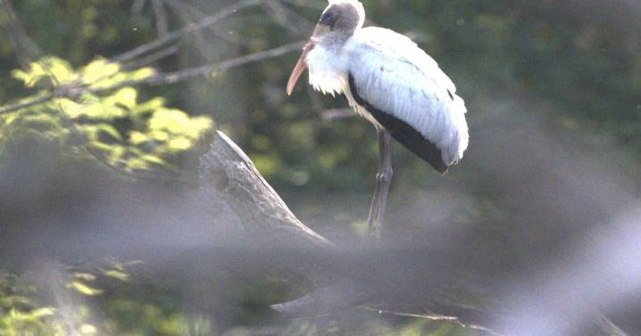 Deer hunter discovers rare subtropical wood stork in the wilds of Wisconsin |